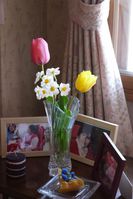 わが家で咲いた水仙とチューリップ