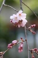 枝垂れ桜が咲き始めました(離宮八幡宮の境内にて)